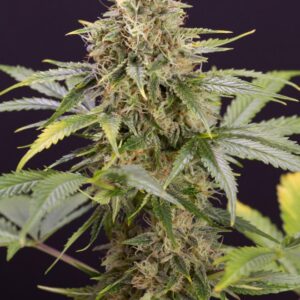 Chocolate Mint OG Auto 3er Humboldt Seed