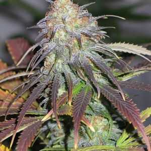 Californian Orange ® Dutch Passion