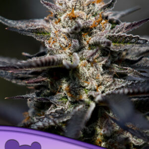 Anesia Calypso Sunrocks 3er