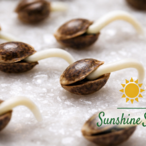 Pink Sunset Auto 5er Silent Breeder Silent Seeds Breeder