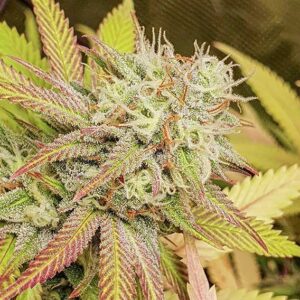 Critical Orange Punch ® Dutch Passion