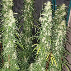 Desfran ® Dutch Passion