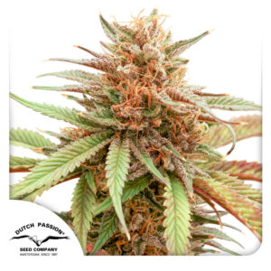 Durban Dew ® Dutch Passion