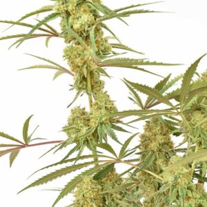 Durban Poison 3er Dutch Passion