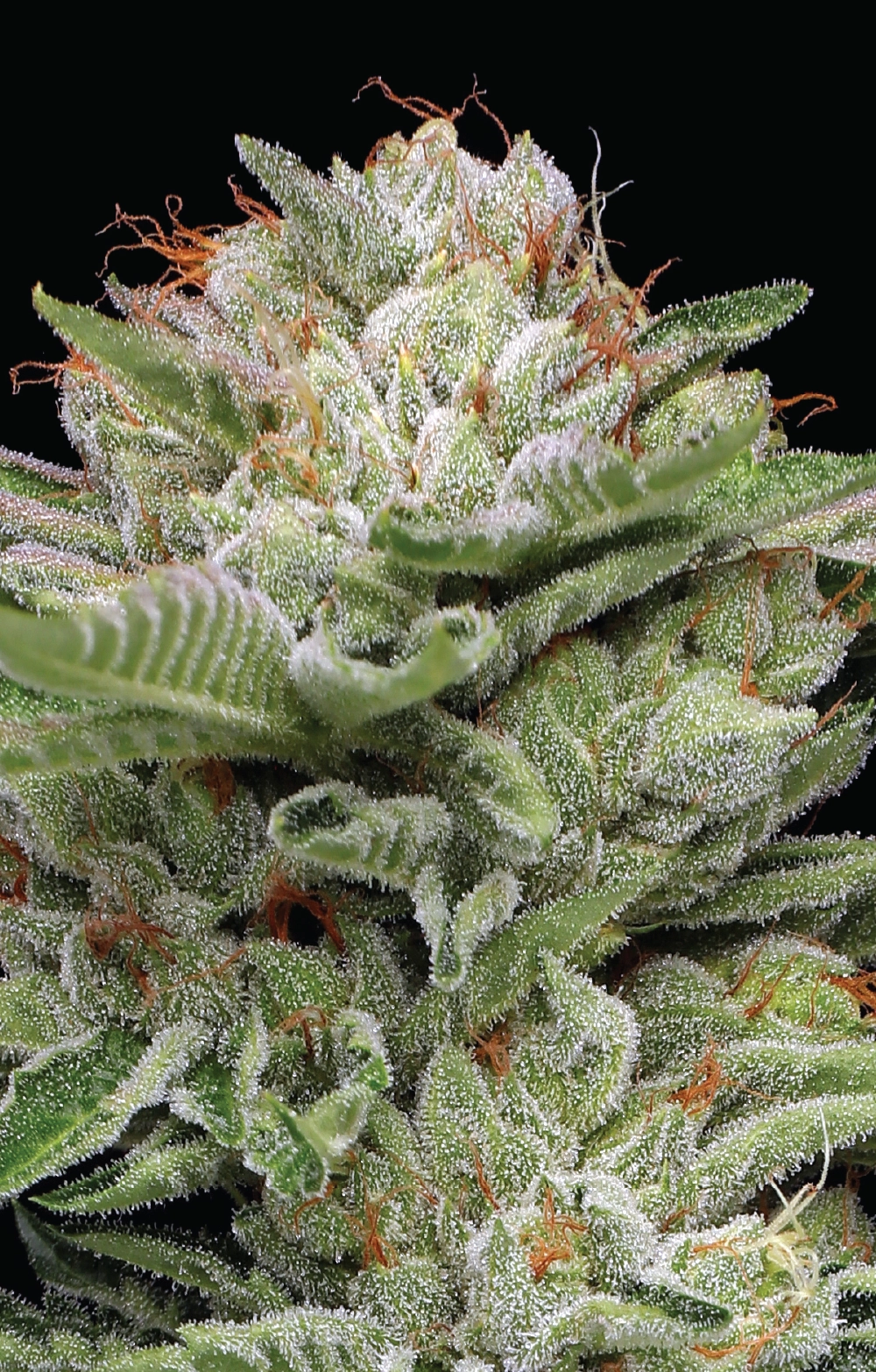 Durban Poison Auto 3Samen Humboldt Seeds