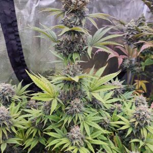 Euforia ® Dutch Passion