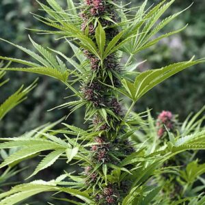 Frisian Dew Dutch Passion