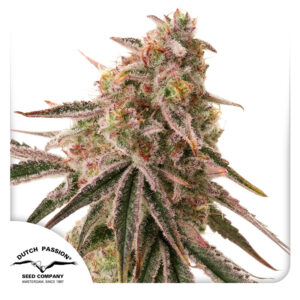 Frozen Biscotti Dutch Passion 3 Seeds