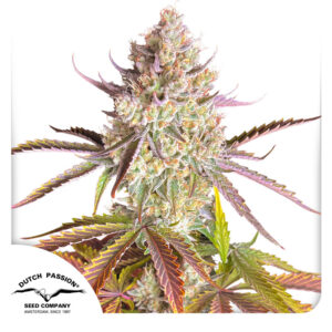 Fruit Bomb Punch ® Dutch Passion