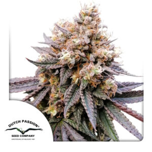 Gmo Fast ® Dutch Passion