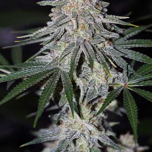 Glueberry O.G. ® Dutch Passion