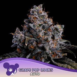 Grape Pop Rocks Auto