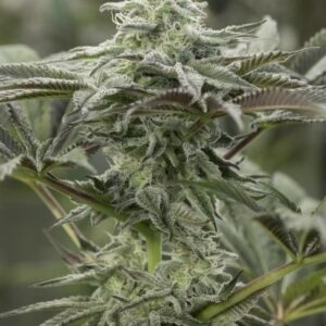 Lemon Citron 3 Seeds Humboldt Seed