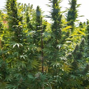Hollands Hope ® Dutch Passion