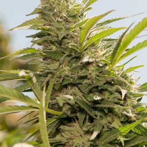Jorge'S Diamonds #1 ® Dutch Passion