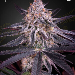 Kings Juice 3 Seeds Green House Seed