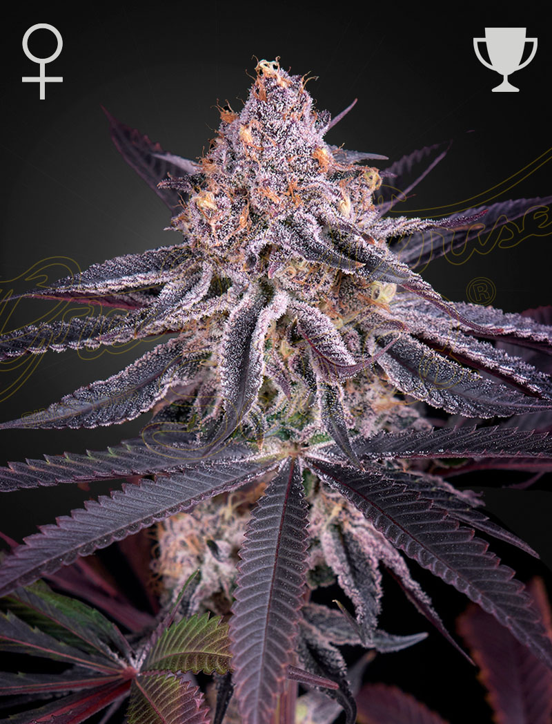 Kings Juice 3 Seeds Green House Seed