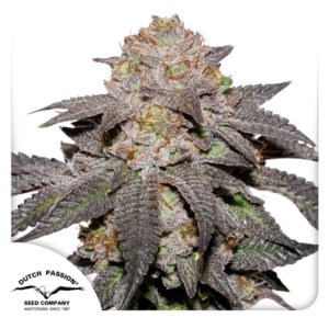 Kingston Punch ® 5er Dutch Passion
