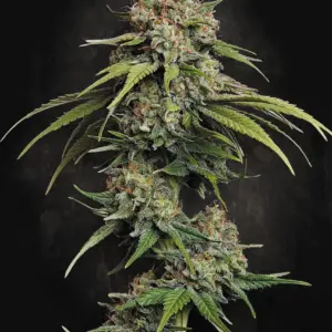 LA Amnesia 3 Seeds Paradise Seeds