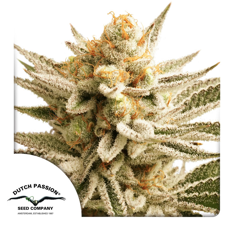Lemon Z Dutch Passion 3 Seeds Dutch Passion