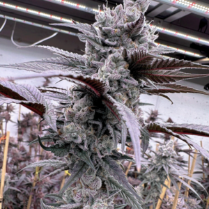 Lung Buster Solfire Gardens 3 Seeds