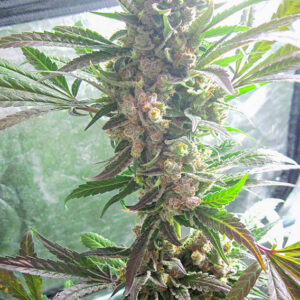 Master Kush Dutch Passion
