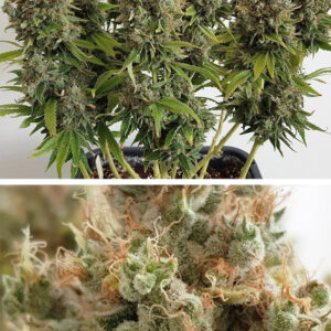 Mazar ® Dutch Passion