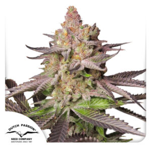 Melonade Runtz 3 Seeds Dutch Passion