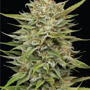 OG Kush 3 Seeds Humboldt