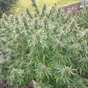 Orange Bud Dutch Passion