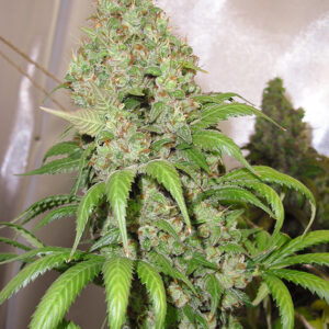 Orange Hill Special Dutch Passion