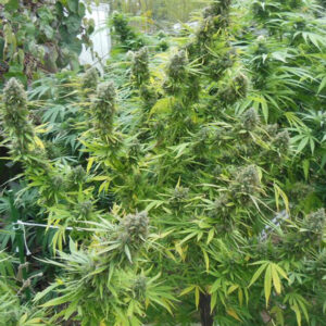 Pamir Gold ® Dutch Passion