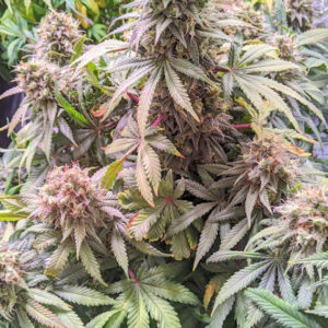 Passion Fruit ® Dutch Passion