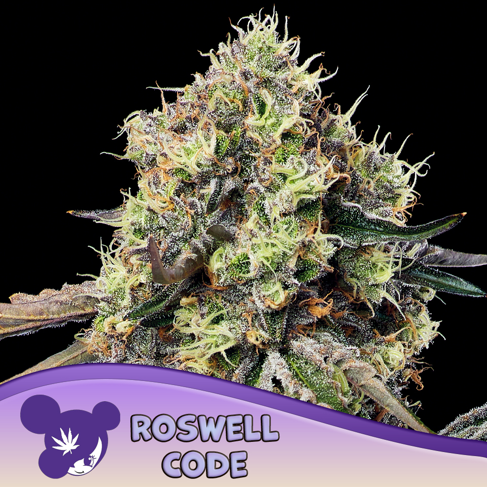 anesia roswell code 3er