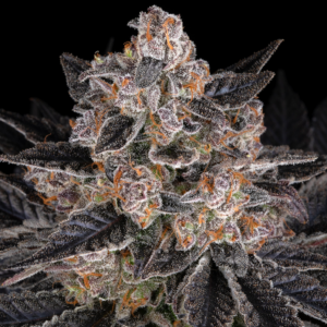 Zoap Strain von Barneys Farm