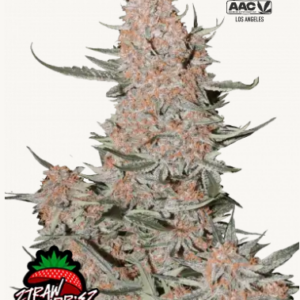 Ztrawberriez Auto 3er Fastbuds