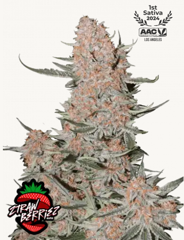 Ztrawberriez Auto 3er Fastbuds