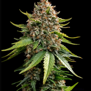 White Widow XXL Auto Strain von Barneys Farm