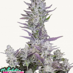 wedding glue 3er auto fastbuds