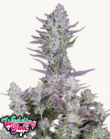 wedding glue 3er auto fastbuds