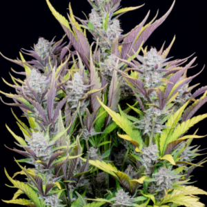 Wedding Glue 3er Auto Fastbuds