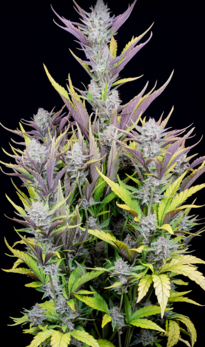 Wedding Glue 3er Auto Fastbuds