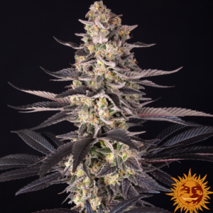 barneys farm amsterdam münchen