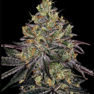 barneys farm amsterdam