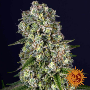 Tropicanna Banana – Barney’s Farm 1 Seed