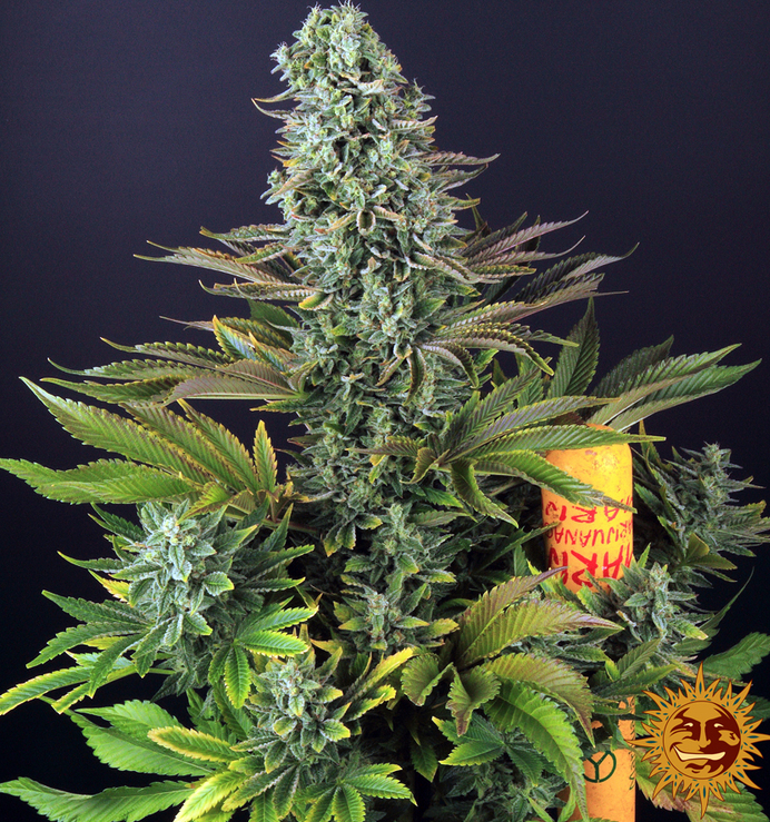 barneys farm amsterdam