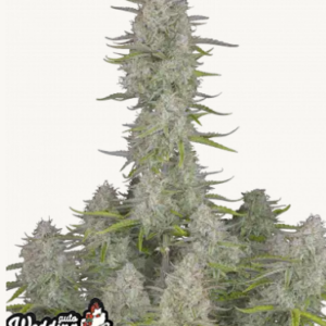 Wedding Cheesecake 1er