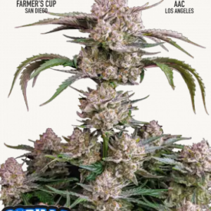 Strawberry Gorilla 3er