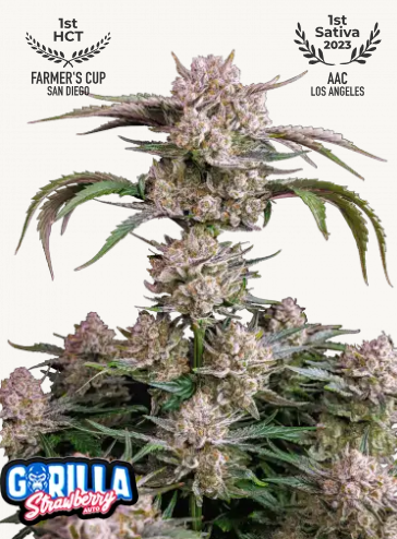 Strawberry Gorilla 3er
