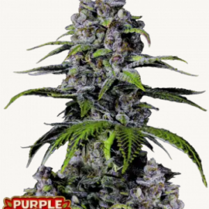 Purple Lemonade FF 3er